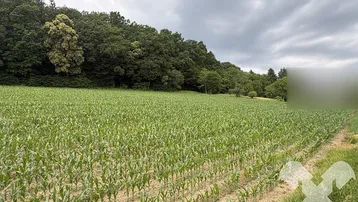 Weites Feld mit jungen Maispflanzen und bewaldetem Hügel im Hintergrund unter bewölktem Himmel.