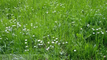 Grüne Wiese mit vielen kleinen weißen Gänseblümchen, die eine natürliche und friedliche Atmosphäre schaffen.