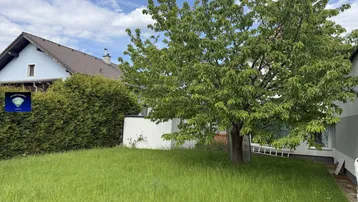 Gepflegter Gartenbereich mit großem Baum und Hecke neben dem Wohnhaus.