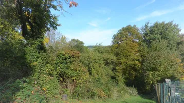 Naturbelassenes Grundstück mit üppiger Vegetation und Bäumen unter blauem Himmel.