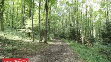 Ein schmaler Waldweg schlängelt sich durch dichte, grüne Bäume und üppiges Unterholz in einem sonnigen Waldgebiet.
