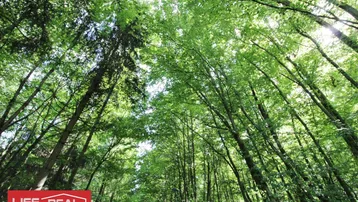 Dichter Wald mit hohen Bäumen und grünem Blätterdach, das Sonnenlicht durchlässt.