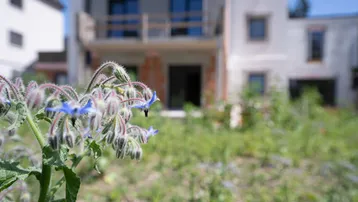 Blaue Blüten im Vordergrund mit einem im Bau befindlichen Gebäude im unscharfen Hintergrund.