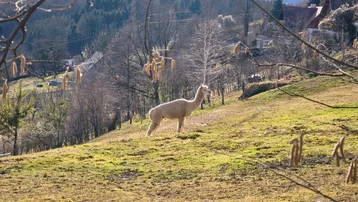 Ein Alpaka steht auf einer grünen Wiese mit Bäumen und Bergen im Hintergrund unter blauem Himmel.