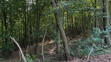 Ein dicht bewaldetes Grundstück mit vielen Bäumen und Laub auf dem Waldboden, ideal für Naturliebhaber.