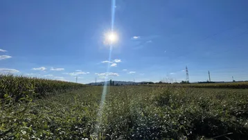 Weites Feld unter blauem Himmel mit strahlender Sonne und Stromleitungen in der Ferne.