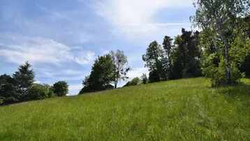 Grüne Wiese auf einem Hügel mit Bäumen und weitem Blick in die Ferne.