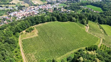 Luftaufnahme eines weitläufigen Weinbergs, umgeben von Wäldern und einem Dorf im Hintergrund.