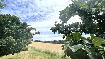 Weitläufige Landschaft mit goldenen Feldern und grünen Bäumen unter einem bewölkten Himmel.