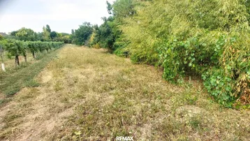Blick auf ein Feld mit Weinreben und üppiger Vegetation am Rand unter hellem Himmel.