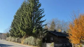 Dunkles Holzhaus an einer Straße, umgeben von hohen Nadelbäumen und herbstlichem Laub.