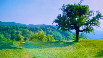 Weitläufige grüne Landschaft mit einem einzelnen Baum und sanften Hügeln unter blauem Himmel.