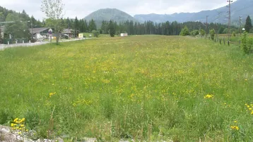 Weitläufiges grünes Feld mit blühenden Wiesenblumen und Bergen im Hintergrund unter bewölktem Himmel.