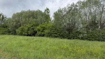Grüne Wiese mit Bäumen und Büschen im Hintergrund unter einem bewölkten Himmel.
