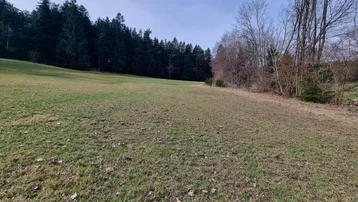 Eine weite grüne Wiese grenzt an einen dichten Wald und kahle Bäume unter einem bewölkten Himmel.