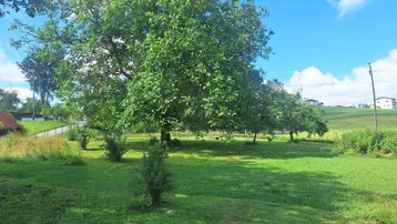 Große grüne Rasenfläche mit Bäumen unter blauem Himmel, ideal für Erholung.