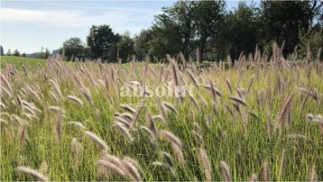 Weite Wiese mit hohem Gras und Bäumen im Hintergrund unter blauem Himmel.