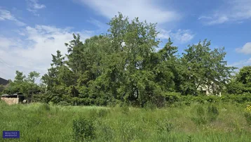 Wild bewachsenes Grundstück mit hohen Bäumen und viel Grünfläche unter blauem Himmel.