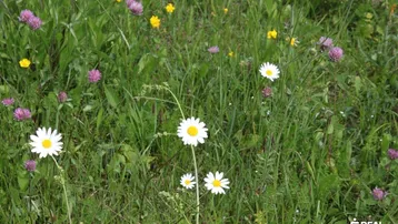 Nahaufnahme einer bunten Blumenwiese mit Gänseblümchen und Klee in voller Blüte.