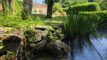 Teich mit üppiger Vegetation und Bäumen im Hintergrund, umgeben von einer grünen Landschaft.