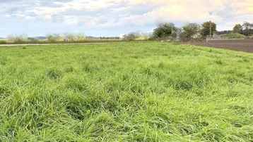 Weitläufiges grünes Feld unter bewölktem Himmel mit Bäumen in der Ferne und einem Acker.