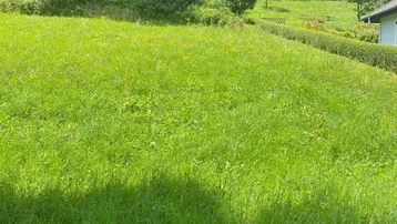 Große grüne Rasenfläche mit Bäumen und leichter Hanglage, ideal für Gartenliebhaber.