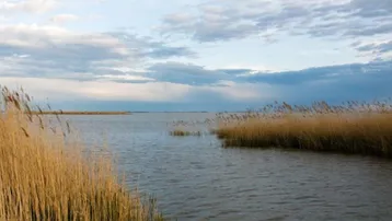 Weite Wasserlandschaft mit goldenem Schilf am Ufer unter einem bewölkten Himmel.