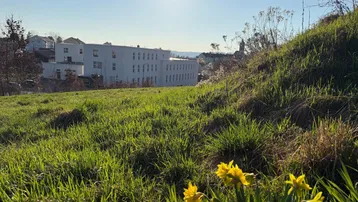 Sonnige Frühlingslandschaft mit grünen Wiesen, Narzissen im Vordergrund und Gebäuden in der Ferne.