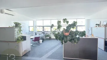 Großes, helles Großraumbüro mit Teppichboden, vielen Pflanzen und großen Fenstern, die viel Tageslicht hereinlassen.