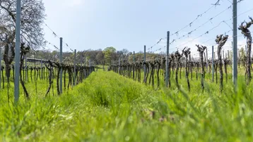 Nahaufnahme eines Weinbergs mit jungen Reben und grünem Gras unter blauem Himmel.