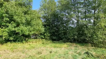Grüne Wiese umgeben von Bäumen unter blauem Himmel, ideal für Naturliebhaber.