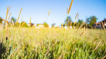 Weites Feld mit hohem Gras unter blauem Himmel, im Hintergrund verschwommen Häuser.