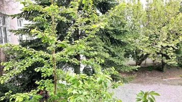 Blick ins Grüne mit hohen Bäumen und Sträuchern, die eine ruhige Atmosphäre schaffen.