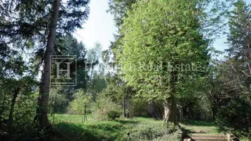 Natürlicher Gartenbereich mit alten Bäumen und Steinstufen, umgeben von üppigem Grün.