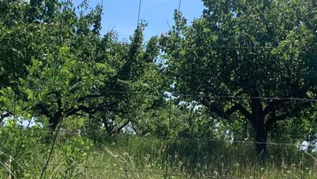 Bäume und hohes Gras hinter einem Drahtzaun unter blauem Himmel, der eine ländliche Szene zeigt.