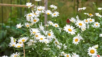 Nahaufnahme von weißen Gänseblümchen in einem blühenden Gartenbereich, der eine natürliche und friedliche Atmosphäre schafft.