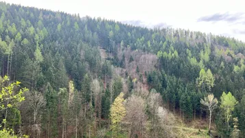 Ein bewaldeter Berghang mit einer Mischung aus Nadel- und Laubbäumen unter einem bewölkten Himmel.
