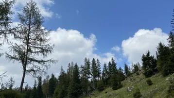 Ein sonniger Tag mit blauem Himmel und weißen Wolken über einem bewaldeten Berghang mit grünen Wiesen.