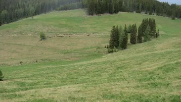 Weitläufige grüne Hügellandschaft mit dichten Wäldern unter einem bewölkten Himmel.