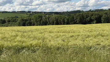 Weites Feld mit grünen Pflanzen unter einem blauen Himmel mit weißen Wolken, umgeben von Bäumen.