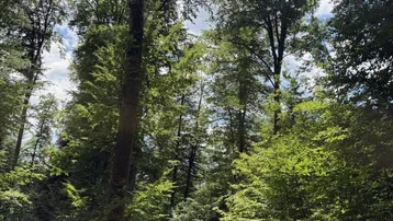 Dichter Wald mit hohen Bäumen und üppigem Grün unter einem teilweise bewölkten Himmel.