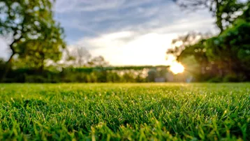Sonniger Rasenbereich mit Bäumen im Hintergrund bei Sonnenuntergang, ideal für Entspannung im Freien.