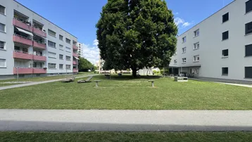 Grüne Außenanlage mit Rasenfläche und großem Baum zwischen den Wohngebäuden.