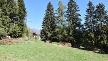 Grünes Feld mit hohen Nadelbäumen, gestapeltem Brennholz und einem Blick auf die umliegende Landschaft.