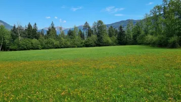 Expose Schöne Grünlandfläche in der Gemeinde Kleblach/Lind