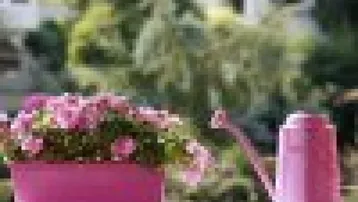 Nahaufnahme von pinken Blumen und Gießkanne auf einer Fensterbank mit verschwommenem Hintergrund.
