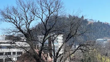Panoramablick über die Stadt mit einem markanten Baum im Vordergrund und einer Burg auf dem Hügel.