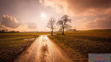 Feldweg bei Sonnenuntergang mit zwei kahlen Bäumen und weiten Feldern unter einem bewölkten Himmel.