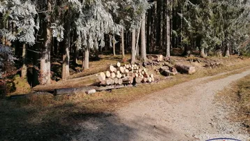 Ein Waldweg führt durch einen Nadelwald mit gefällten Baumstämmen und einem Holzstapel am Wegrand.