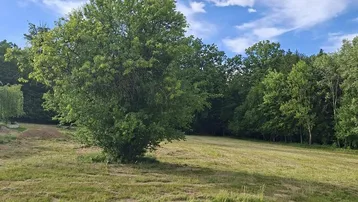Weitläufige grüne Wiese mit einem einzelnen Baum und Waldrand im Hintergrund unter blauem Himmel.